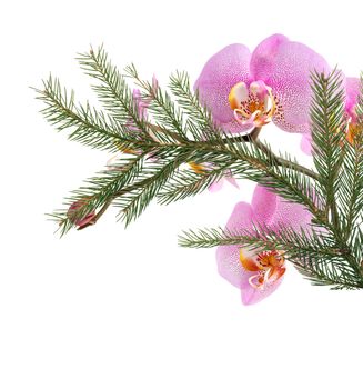 Nice Christmas decoration. Pink orchid flower with fir twig