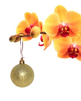 Nice Christmas decoration. Yellow orchid flower with Christmas ball