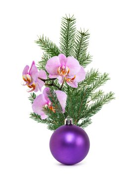 Nice Christmas decoration. Pink orchid flower with fir twig