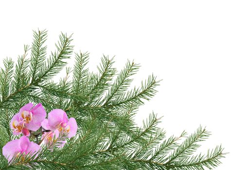 Nice Christmas decoration. Pink orchid flower with fir twig