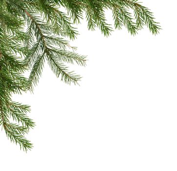 Christmas decoration. Fir twigs as border on white background