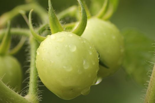 Fresh Green Tomato Fruit Plant