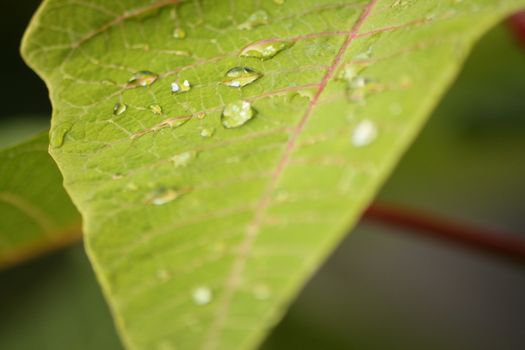 Fresh Green Leaves dew water