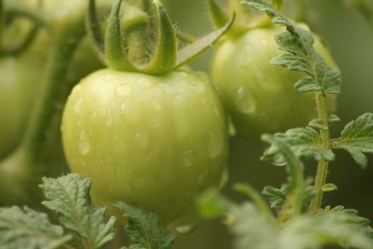 Fresh Green Tomato Fruit Plant