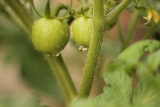 Fresh Green Tomato Fruit Plant