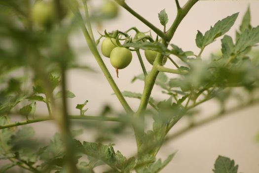 Fresh Green Tomato Fruit Plant