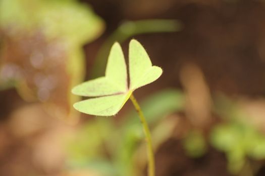 natural wild green clover leaves