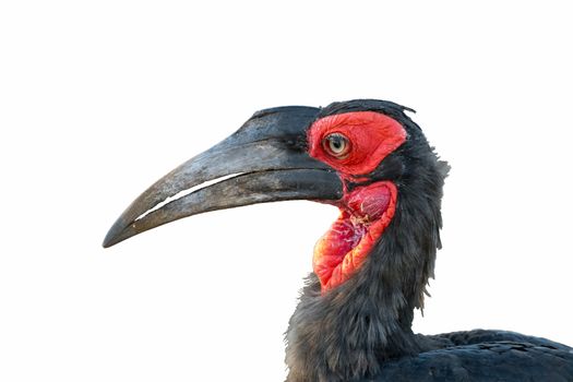 Close-up of a southern ground hornbill, Bucorvus leadbeateri, in the Limpopo Province of South Africa, isolated on white