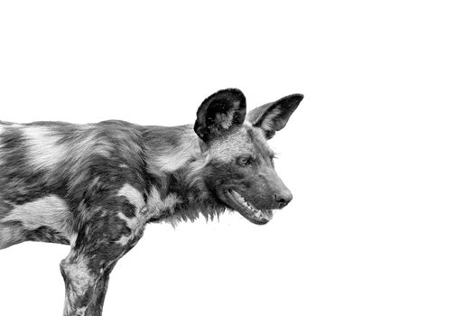 Close-up of a wild dog, Lycaon Pictus, also called painted dog, isolated on white