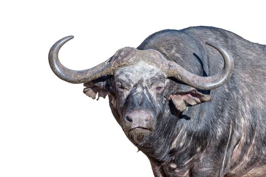 A cape buffalo, Syncerus caffer, looking towards the camera. iIolated on white