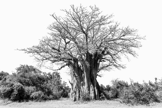 A baobab tree, Adansonia digitata, also called upside-down tree, isolated on white, monochrome