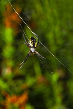 orb-weaver garden spider hanging on a web  