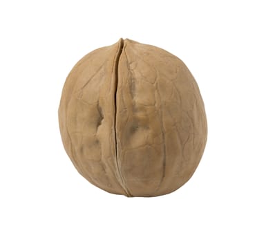 Walnut isolated on a white background. Close up view.