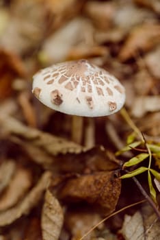 Poisonous mushroom, toxic white with brown places mushroom