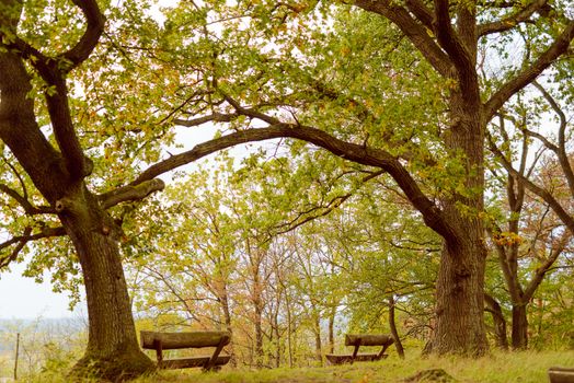 Bench in autumn park. Autumn landscape. Viewpoint