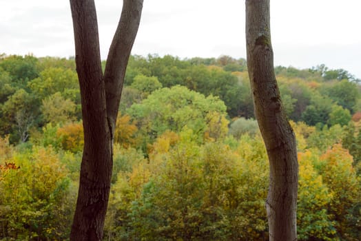 Autumn Landscape. Colorful trees in the woods.
