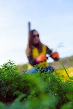 Farmer holds carrots in his hands. Collecting harvest: orange carrot in hands of female farmer. Close-up of carrots harvested from the garden. Concept of healthy eating.