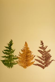 Autumn fern leaves isolated on yellow background with copy space. Horizontal orienattion. Minimalistic style. View from above.