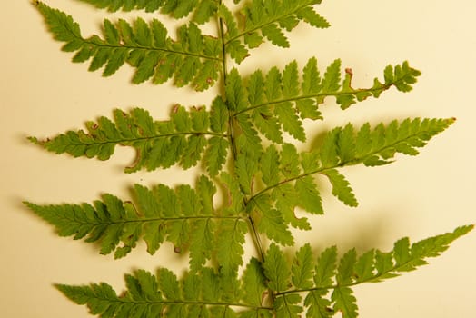 Autumn fern leaves isolated on yellow background with copy space. Horizontal orienattion. Minimalistic style. View from above.