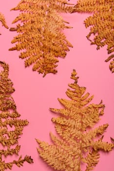 Autumn fern leaves isolated on yellow background with copy space. Horizontal orienattion. Minimalistic style. View from above.
