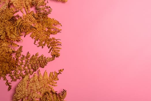 Autumn fern leaves isolated on yellow background with copy space. Horizontal orienattion. Minimalistic style. View from above.