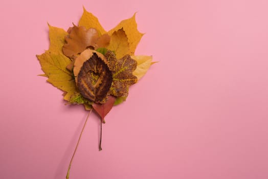 Background group autumn orange, green, yellow and brown leaves. with the heart shape cut out in the middle on pink background. Studio shoot. View from above. Horizontal orientation. Copy space.