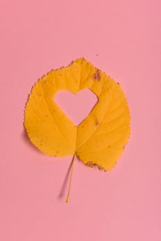 Background group autumn orange, green, yellow and brown leaves. with the heart shape cut out in the middle on pink background. Studio shoot. View from above. Horizontal orientation. Copy space.