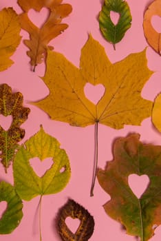 Background group autumn orange, green, yellow and brown leaves. with the heart shape cut out in the middle on pink background. Studio shoot. View from above. Horizontal orientation. Copy space.