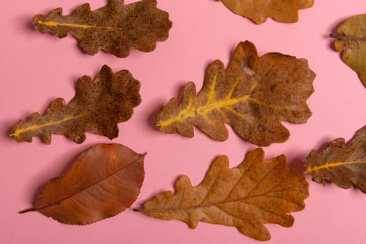 Background group autumn orange, green, yellow and brown leaves. with the heart shape cut out in the middle on pink background. Studio shoot. View from above. Horizontal orientation. Copy space.