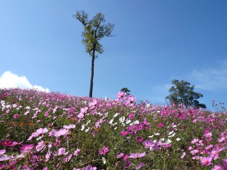 cosmos flied with blue sky and tree as background.