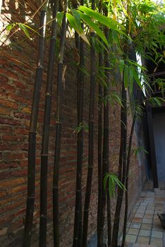 The bamboo tree is beside the brick wall. Songkhla, Thailand.