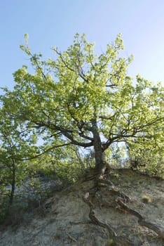 Walk around Forcalquier in the Alpes de Haute Provence, France