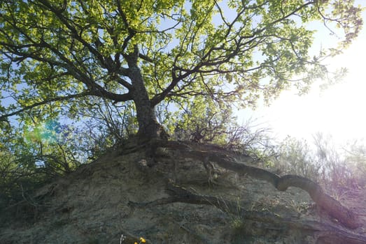 Walk around Forcalquier in the Alpes de Haute Provence, France