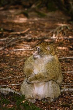 Barbary Macaque (Macaca Sylvanus) Sitting on the Ground