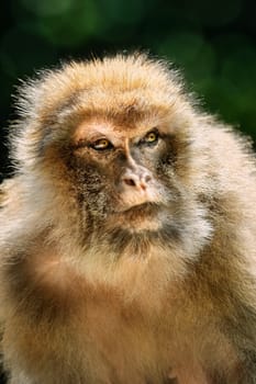 Closeup Portrait of Barbary Macaque (Macaca Sylvanus) 