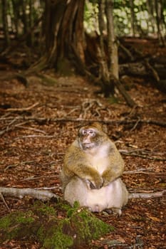 Barbary Macaque (Macaca Sylvanus) Sitting on the Ground