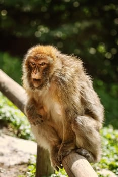 Barbary Macaque (Macaca Sylvanus) on the Tree