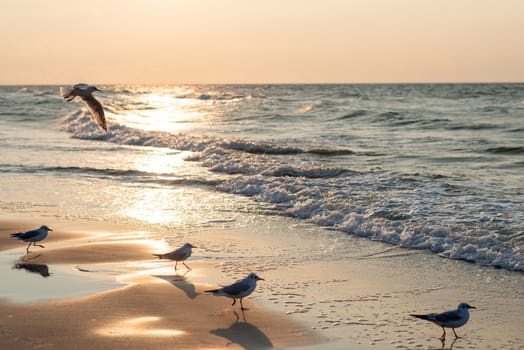 Sunset on the baltic sea with seagulls. Summer time. Golden hour.