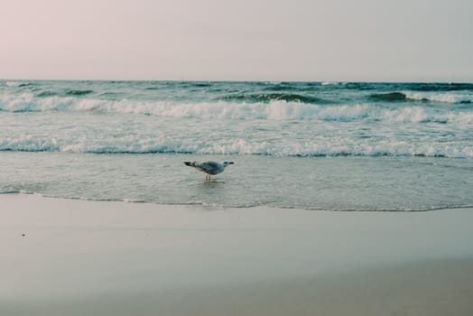 Sunset on the baltic sea with seagulls. Summer time. Golden hour.