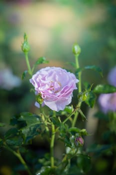 Roses in the garden, Roses are beautiful with a beautiful sunny day.