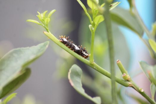 a caterpillar crawls on a tree branch