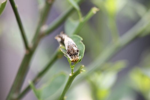 a caterpillar crawls on a tree branch