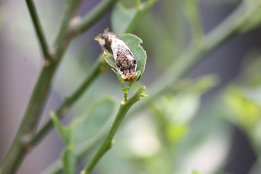 a caterpillar crawls on a tree branch