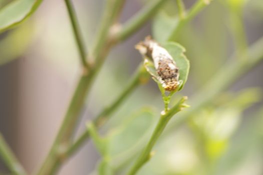 a caterpillar crawls on a tree branch