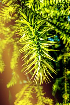 macro closeup of a beautiful green geometrical rose-like monkey tree Araucaria araucana branch against green garden background