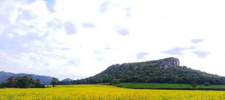 Crotalaria juncea field in front of the mountain with cloudy sky.