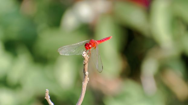 Common Dragonfly Damselfly insect (Odonata infraorder Anisoptera) grasshopper family. A beautiful colorful creature in the natural world. Wild Animal wildlife behavior theme isolated from background.