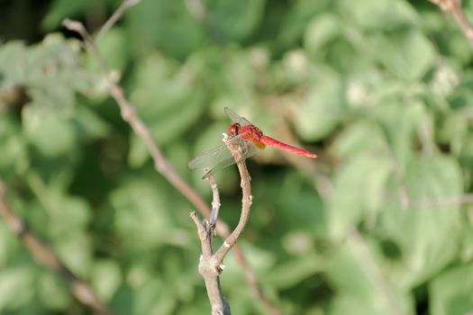 Dragonfly Damselfly insect - Odonata infraorder Anisoptera of grasshopper family with multifaceted eyes, strong pairs, transparent patched wings. Wild Animal behavior themes. Natural World background.