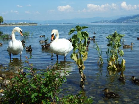 Swans on the lake