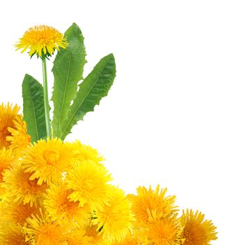 Nice vignette made from yellow dandelion flowers on white background